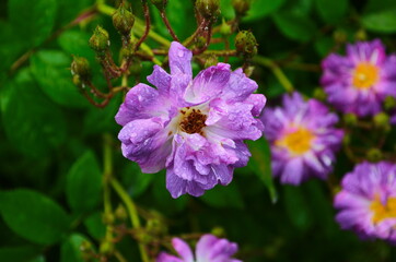 Tea rose growing in the garden with drops of water after rain. It is used for brewing tea. Wallpaper,
