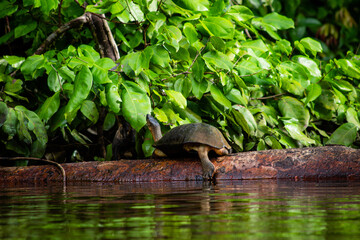 tortuga tomando el sol