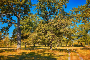 Beautiful green nature with oak trees.