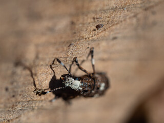 Platystomos albinus beetle on wooden background