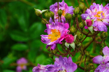 Tea rose growing in the garden with drops of water after rain. It is used for brewing tea. Wallpaper,