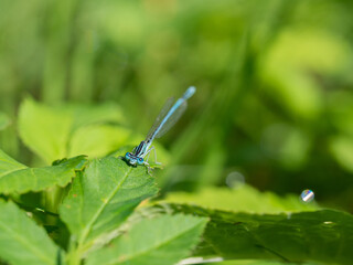 White-legged damselfly (Platycnemis pennipes) male sitting on green leaf in sunny summer day