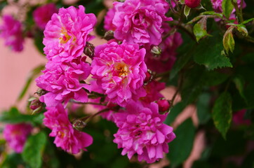 Tea rose growing in the garden with drops of water after rain. It is used for brewing tea. Wallpaper,