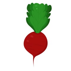 beet simple illustration on white background