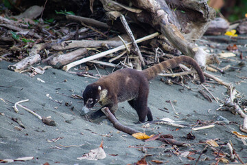 coatí en busca de comida