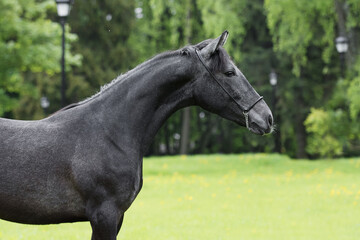 Obraz premium Portrait of a beautiful dark gray horse on natural green summer background, head closeup