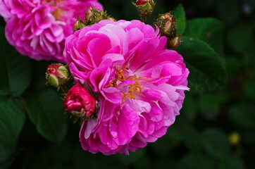 Tea rose growing in the garden with drops of water after rain. It is used for brewing tea. Wallpaper,