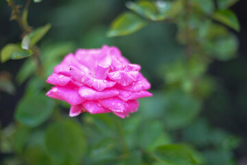 Beautiful multi-colored roses bloom in the garden in the autumn afternoon, with green leaves in the background