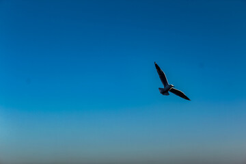 Bird in blue sky in naf River 