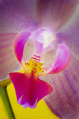 details of the labellum and column of a doritaenopsis orchid