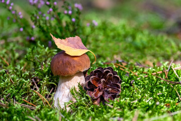 Beautiful boletus edulis mushroom in amazing green moss on a Sunny day