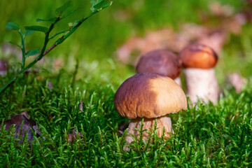 Beautiful Boletus edulis mushrooms in forest. White Boletus mushrooms in amazing green moss in sunny day