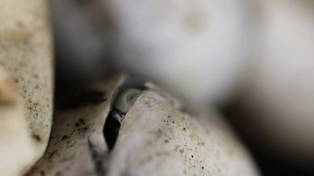 Ein Ringelnatter Kopf kommt w&auml;hrend des Schlupfes aus dem aufgeschnittenen Ei und z&uuml;ngelt