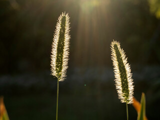 grass spike in the black background in the sun light