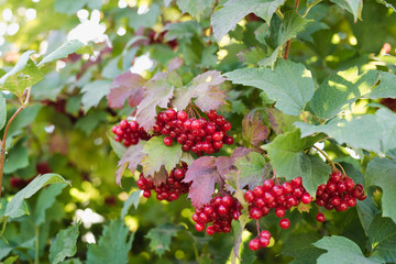 Obraz premium bunches of ripe viburnum, viburnum bush