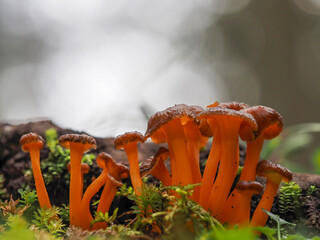 CRATERELLUS CORNUCOPIOIDES mushroom