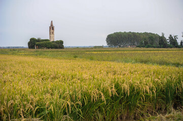 Fototapeta na wymiar campi di riso nel Novarese con chiesa sullo sfondo