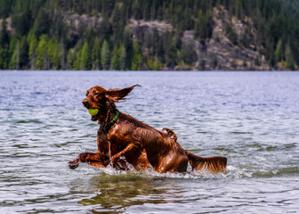 Adorable Irish setter playing in the water