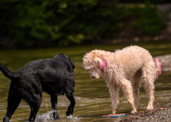 Adorable dogs playing in the water