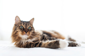 Grey cat lying on bed.