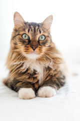 Obraz premium Grey cat lying on bed.