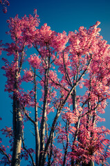 tree in bloom