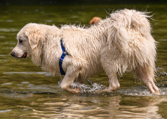 Adorable white dog playing in the water