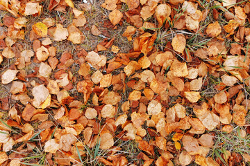 birch autumn leaves on the ground