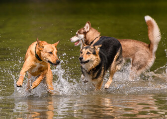 Adorable dogs playing in the water