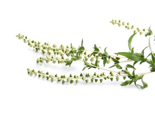 Common Ragweed (Ambrosia artemisiifolia) isolated on white background