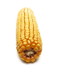 Ripe corn cob isolated on white background
