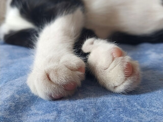 Paws of a black and white cat close up. The kitten sleeps on a blue blanket with its paws out. Photo blurred around the edges. Soft fluffy fingers and pink cat pads - Powered by Adobe