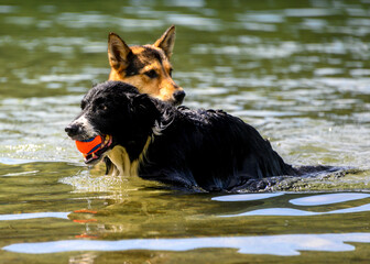 Adorable dogs playing in the water