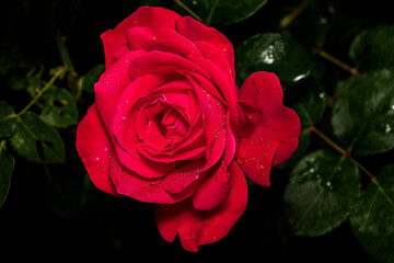 rosa rossa