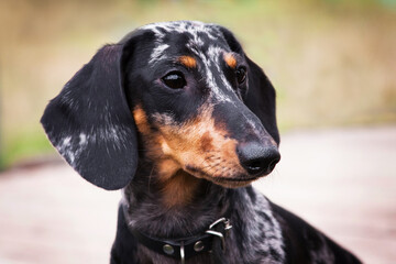 Portrait of a marbled dachshund