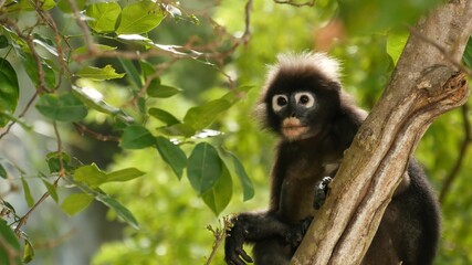 Cute spectacled leaf langur, dusky monkey on tree branch amidst green leaves in Ang Thong national park in natural habitat. Wildlife of endangered species of animals. Environment conservation concept