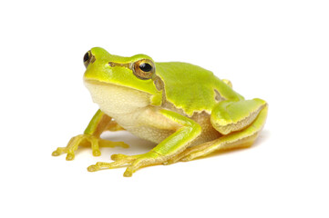 Green tree frog isolated on white