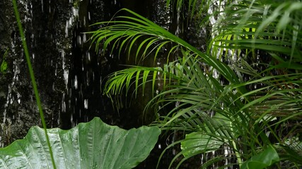 Naklejka na ściany i meble Splashing water in rainforest. Jungle tropical exotic background with stream and wild juicy green leaves in the woods. Rain forest or garden greenery. Fresh vibrant paradise plants foliage with bokeh