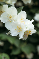 Flowers of growing jasmine on trees in garden. Bee on flower. Macro.