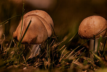 Mushrooms 2020