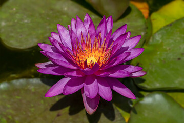 Ninfea viola