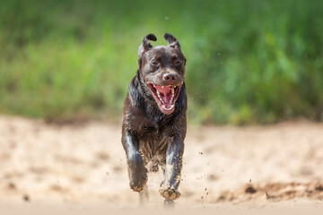 Obraz premium Labrador in Action