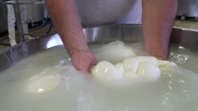 lavorazione della mozzarella di bufala campana, Italia - processing of buffalo mozzarella from Campania, Italy,