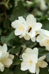 Flowers of growing jasmine on trees in garden. Bee on a flower. Macro.