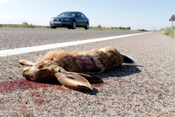 Animal killed by being run over on the road, a small rabbit run over