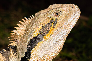 Detailed closeup macro photo of an Australian Eastern Water Dragon