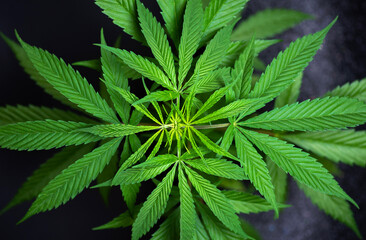 Marijuana leaves bush against dark bakround closeup