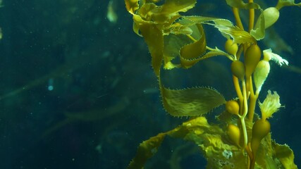 Light rays filter through a Giant Kelp forest. Macrocystis pyrifera. Diving, Aquarium and Marine...