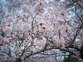 Full blooming cherry blossom (Japanese sakura) at Amakubo Park inside the campus area during peak season in the afternoon - Spring in Tsukuba