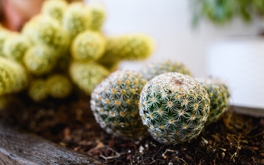 Cloae up of small prickly cactuses in flowerpot 